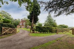 WALNUT TREE