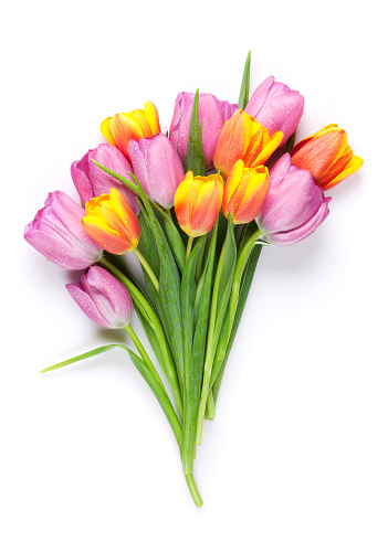 Tulips