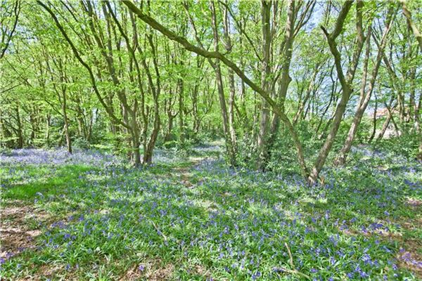 Mansions in 费尔福德