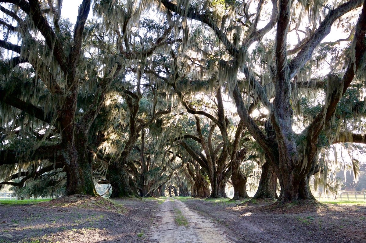 TOMOTLEY PLANTATION IN YEMASSEE South Carolina Luxury Homes