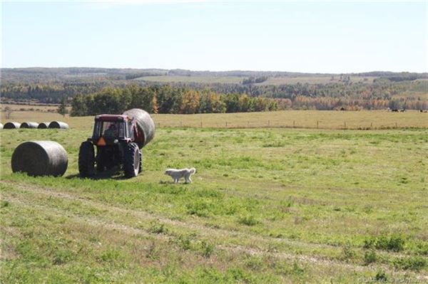 Luxury homes 在这里打造你的马术梦